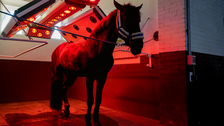 The Science Behind Red Light Therapy for Horses