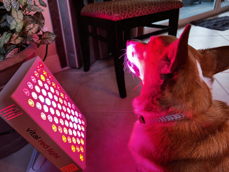 Red Light Therapy for Pets: Benefits, Safety & How It Works